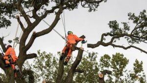 tree removal nyc