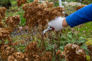 Hydrangea tree pruning