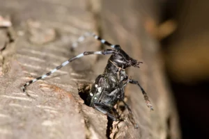 Asian longhorned beetle tree damage