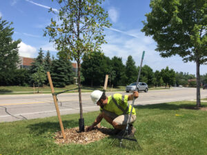 Commercial Tree Care