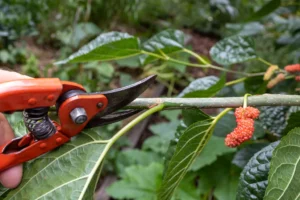 mulberry tree pruning