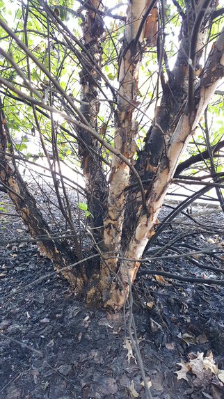 spotted-lantern-fly-infestation