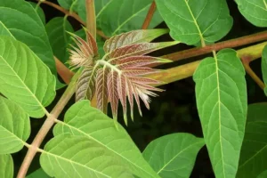 get rid of tree of heaven