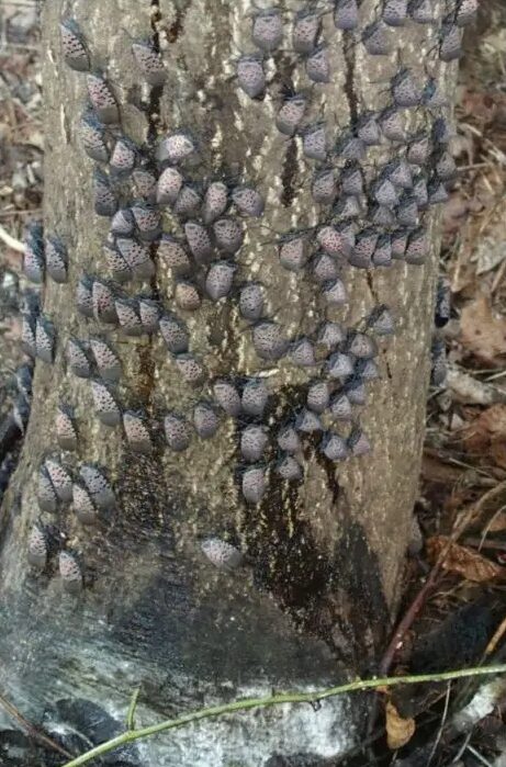 spotted lanternfly control nyc