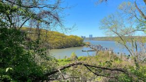 west bronx tree service